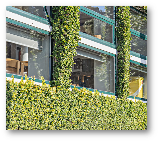 Creeper wall: le pareti verdi ecologiche