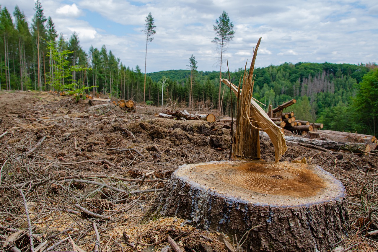 Fighting deforestation within EU
